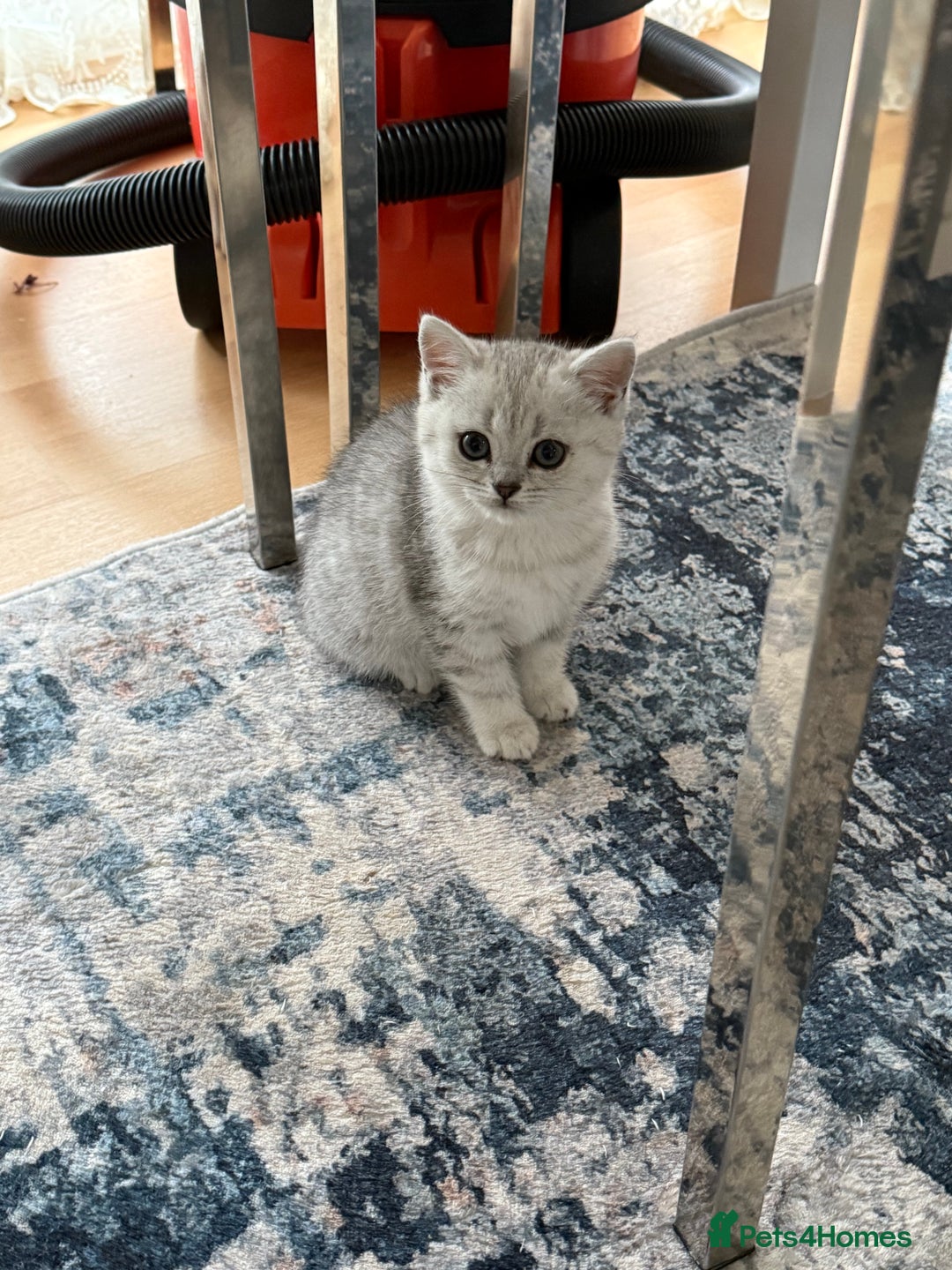 British Shorthair cats for sale: BSH Silver Tabby kittens for Sale! - Image 5