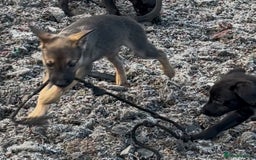 Mixed Breed dogs for sale: Bedlington/whippet Lurcher puppies - Image 9