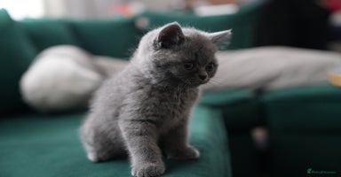 British Shorthair cats - Advert 6