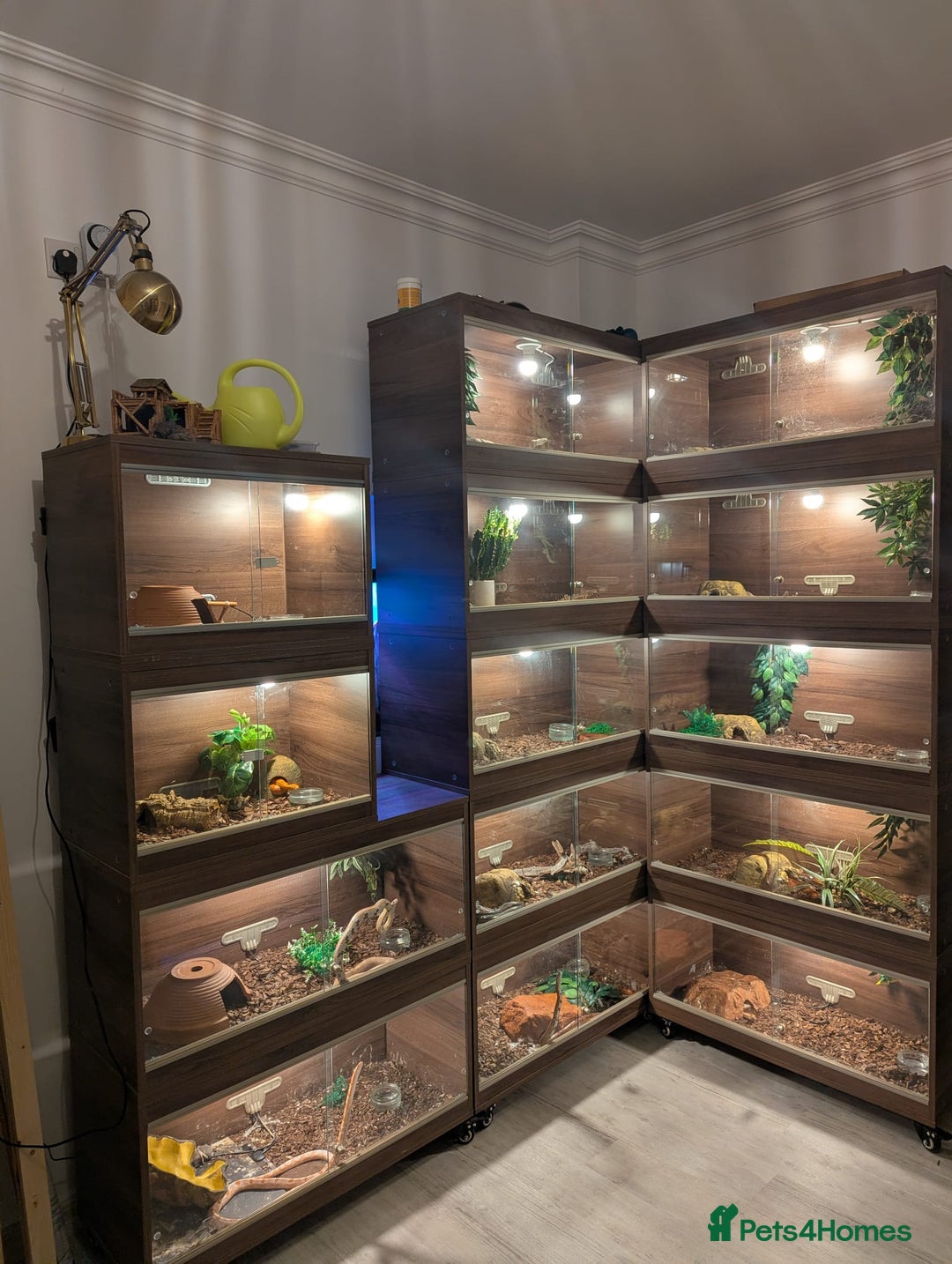 Snake reptiles for sale: My collection of corn snakes. - Advert 1