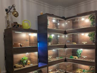 Snake reptiles My collection of corn snakes. - Advert 1