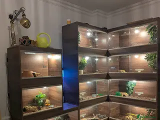 Snake reptiles My collection of corn snakes. - Advert 4