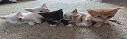 Mixed Breed cats for sale: Kittens  - Advert 3