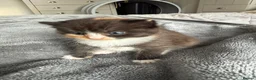 Mixed Breed cats for sale: Agnes - Advert 2