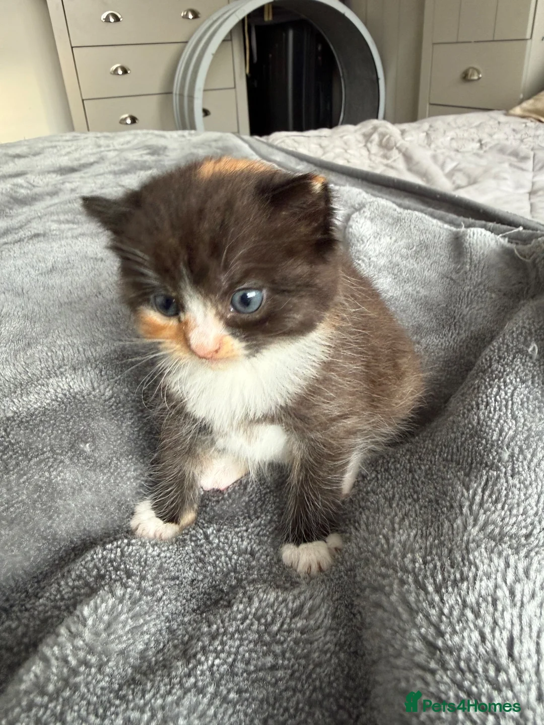Mixed Breed cats for sale: Agnes - Advert 2