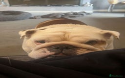 English Bulldog dogs for sale: Neil  - Image 3