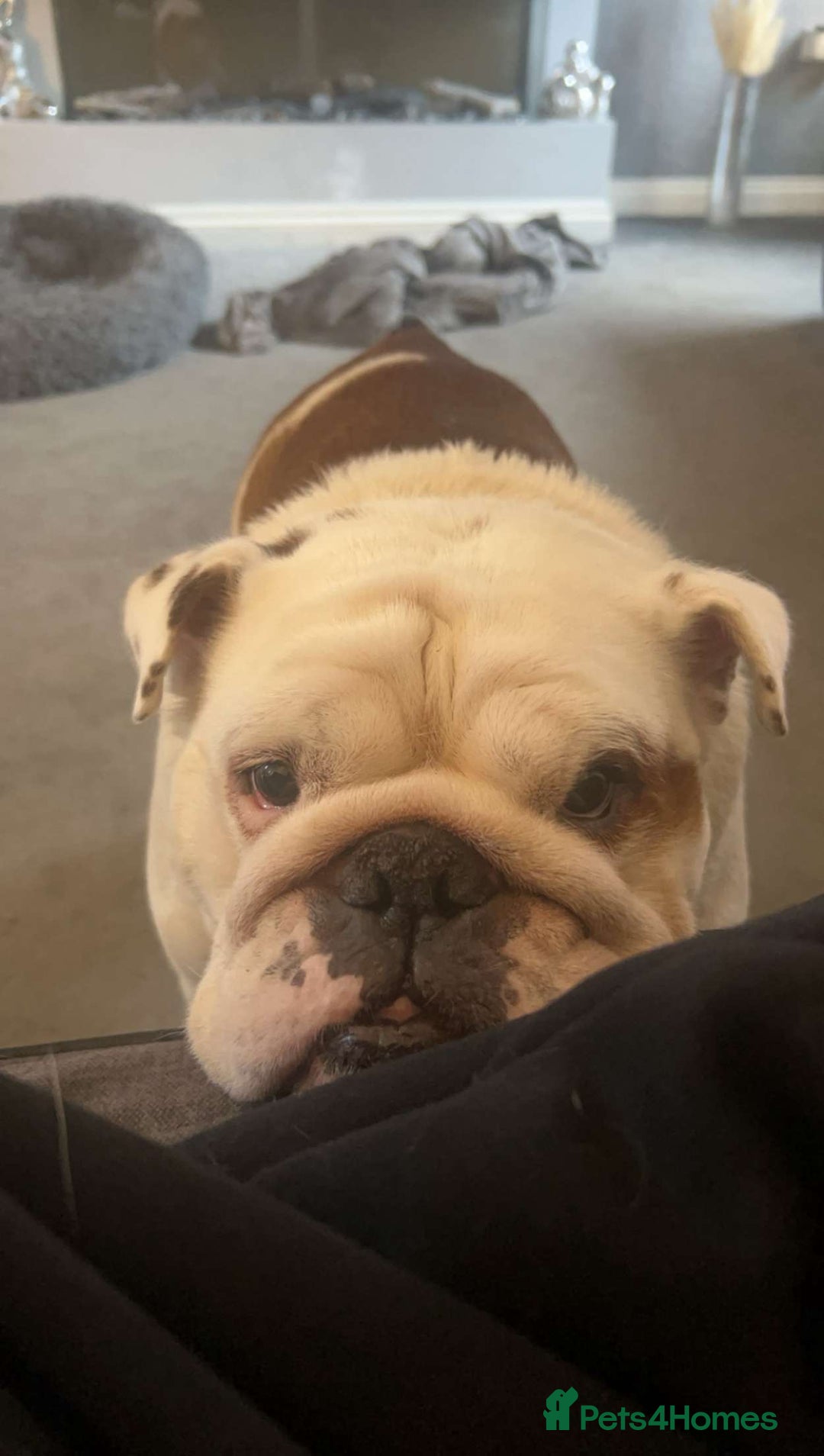 English Bulldog dogs for sale: Neil  - Image 3