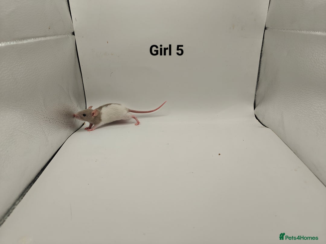 Rat rodents for sale: DEC: 24 Rats (5 Rats: 3 Boys & 2 Girls Left) - Advert 19