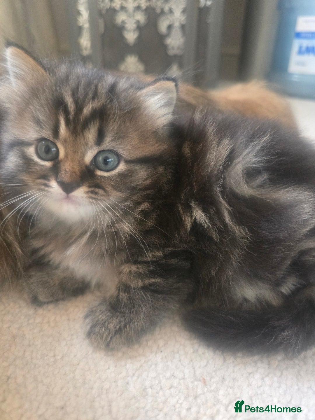 Siberian cats for sale: Siberian cross kitten - Image 15