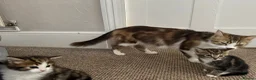 Mixed Breed cats for sale: Gorgeous Furr Babies  in Havant - Advert 20