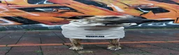 Whippet dogs for sale: BRACKENSWIFT LITTER NOW ARRIVED! - Advert 13