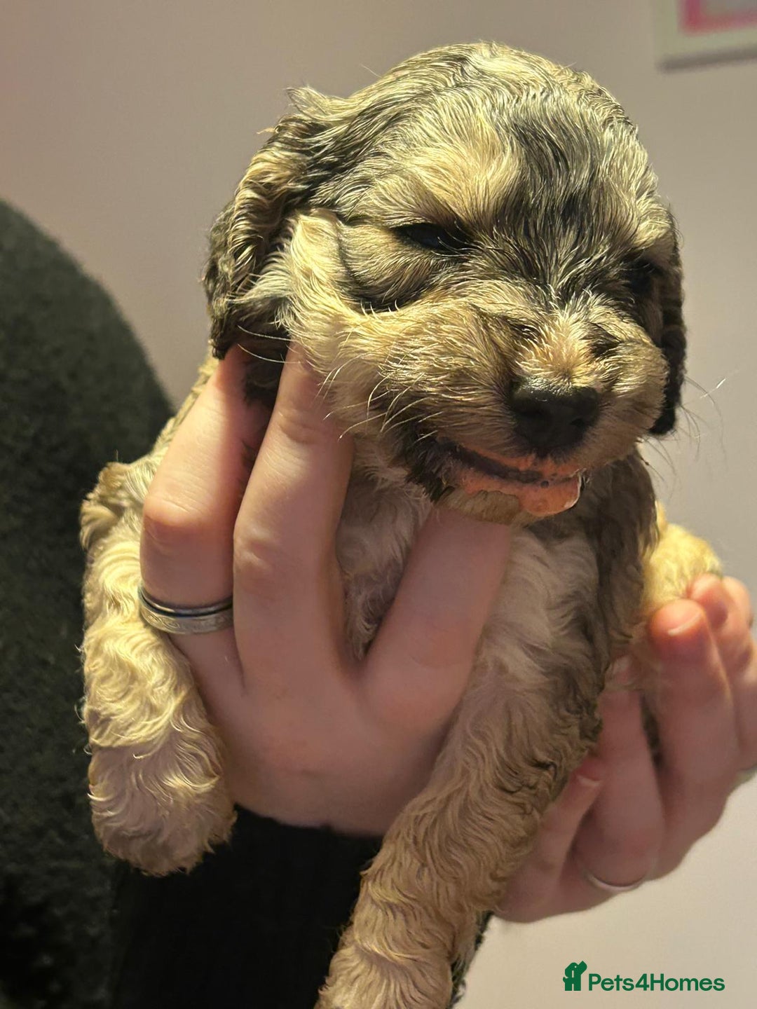 Cockapoo dogs for sale: 8 gorgeous F1 Cockapoos - Advert 34