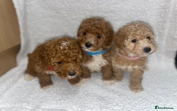 Toy Poodle dogs for sale: Toy poodles  - Image 22