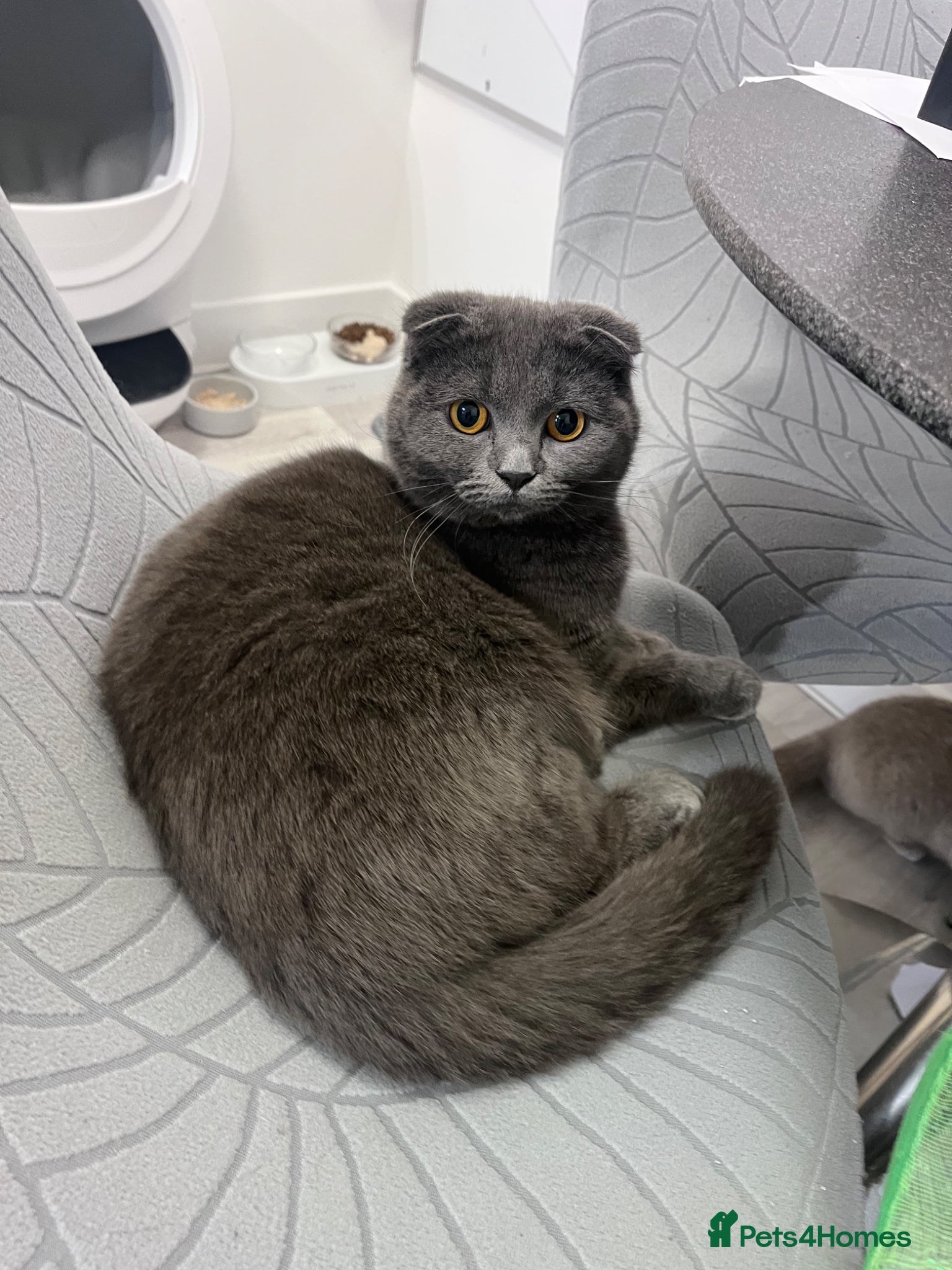 Scottish Fold cats Beautiful female spayed Scottish fold - Advert 10