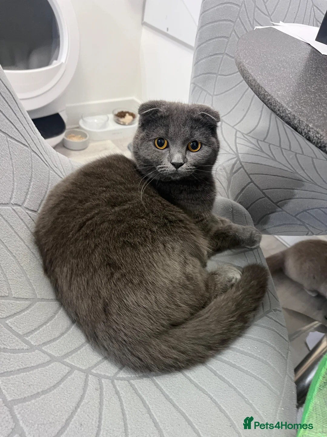 Scottish Fold cats for sale: Beautiful female spayed Scottish fold - Advert 1