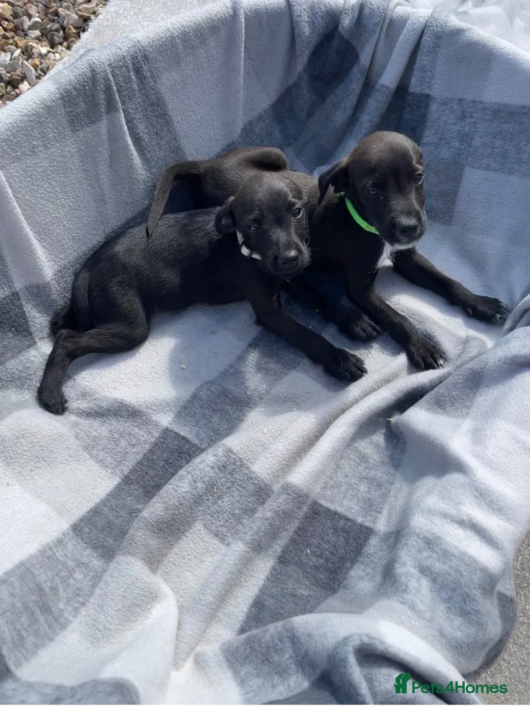 Mixed Breed dogs for sale: 🐾4 Adorable Puppies ready for there new home 🐾 - Advert 5