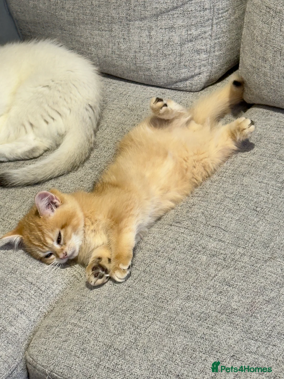 British Shorthair cats for sale: ✨🐾 Amazing Golden lilac BSH 🐾✨ - Advert 5