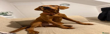 Labrador Retriever 1