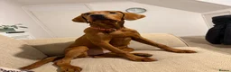 Labrador Retriever dogs for sale: Labrador - Advert 2
