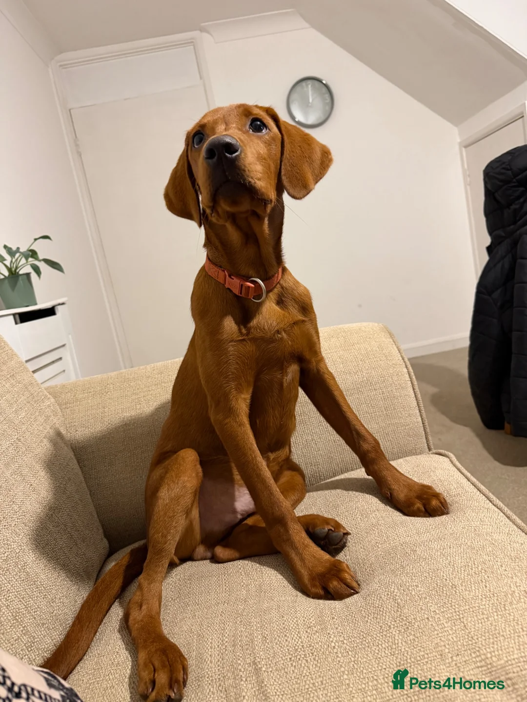 Labrador Retriever dogs for sale: Labrador - Advert 2