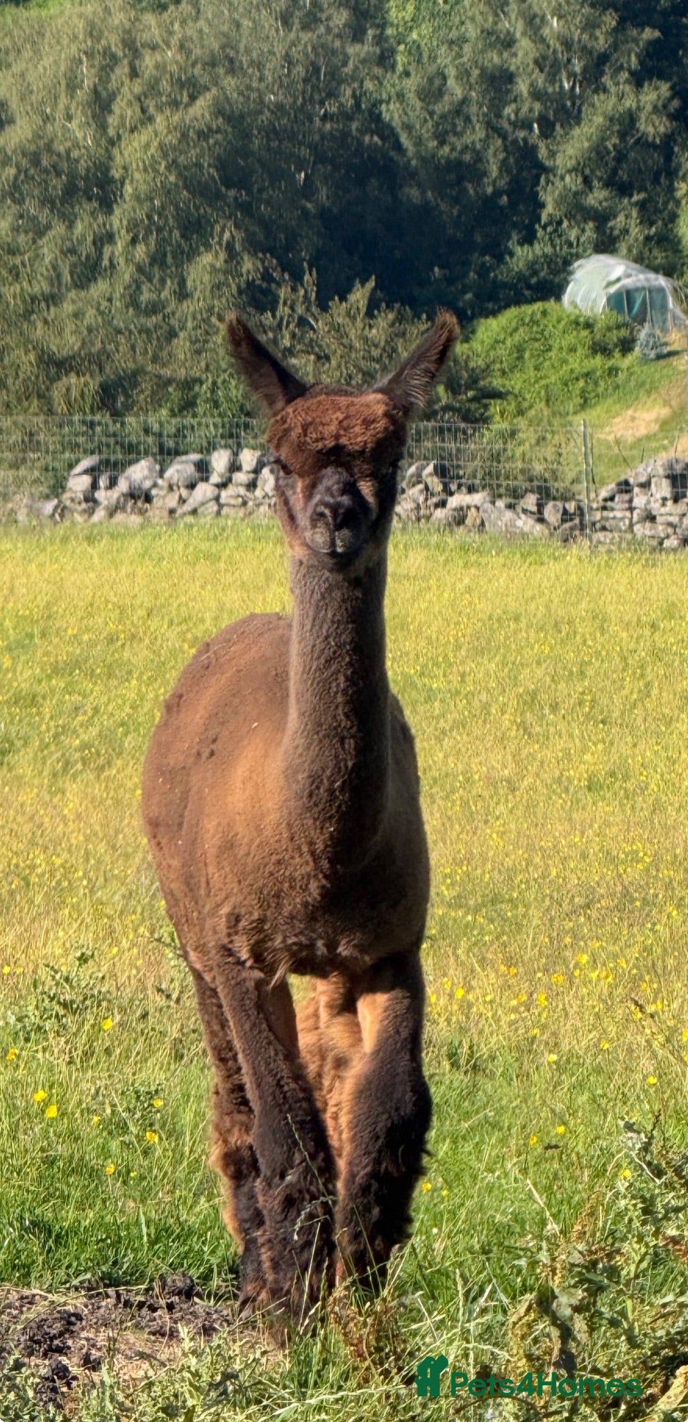 Alpaca livestock Pedigree Modern Grey Male - Advert 2