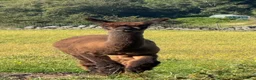 Alpaca livestock for sale: Pedigree Modern Grey Male - Advert 1