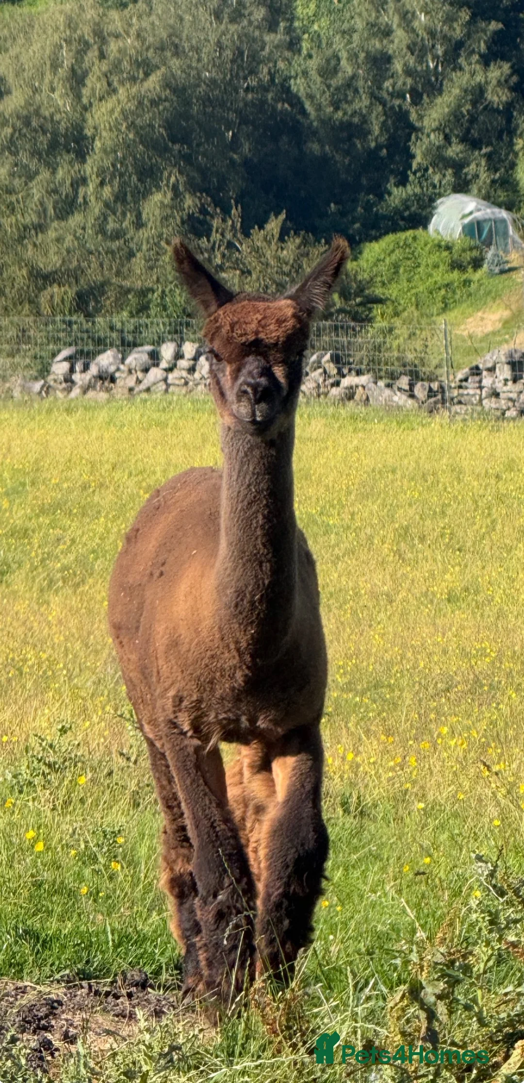 Alpaca livestock for sale: Pedigree Modern Grey Male - Advert 1
