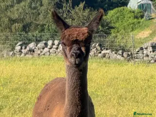 Alpaca livestock Flash sale! 15% off! Pedigree Modern Grey Male - Advert 3
