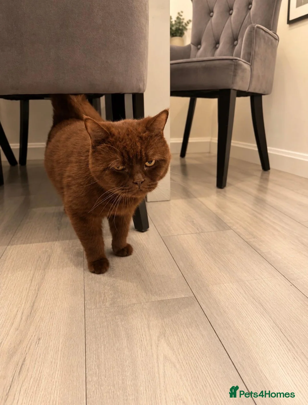 British Shorthair cats for sale: British Shorthair cat - Yogi, needs new home - Advert 2