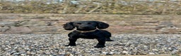 Cocker Spaniel dogs for stud: Fully KC Registered Black Cocker Spaniel for stud  in Tiverton - Advert 2