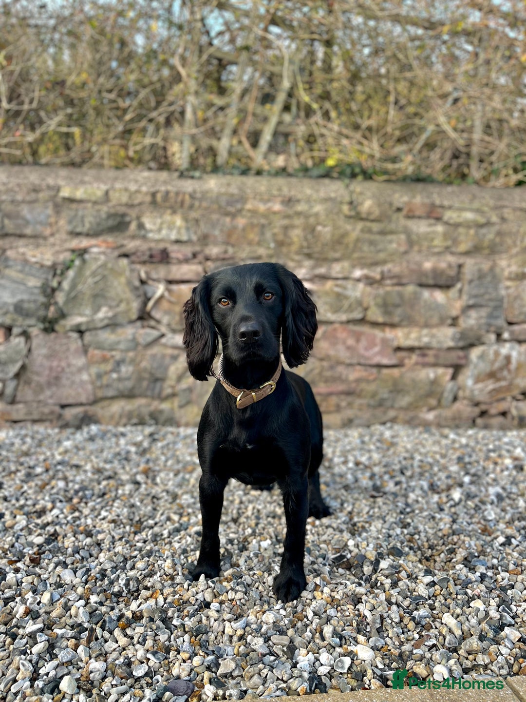 Cocker Spaniel dogs for stud: Fully KC Registered Black Cocker Spaniel for stud  in Tiverton - Advert 2