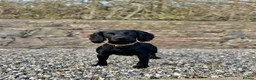 Cocker Spaniel dogs for stud: Fully KC Registered Black Cocker Spaniel for stud  in Tiverton - Advert 2