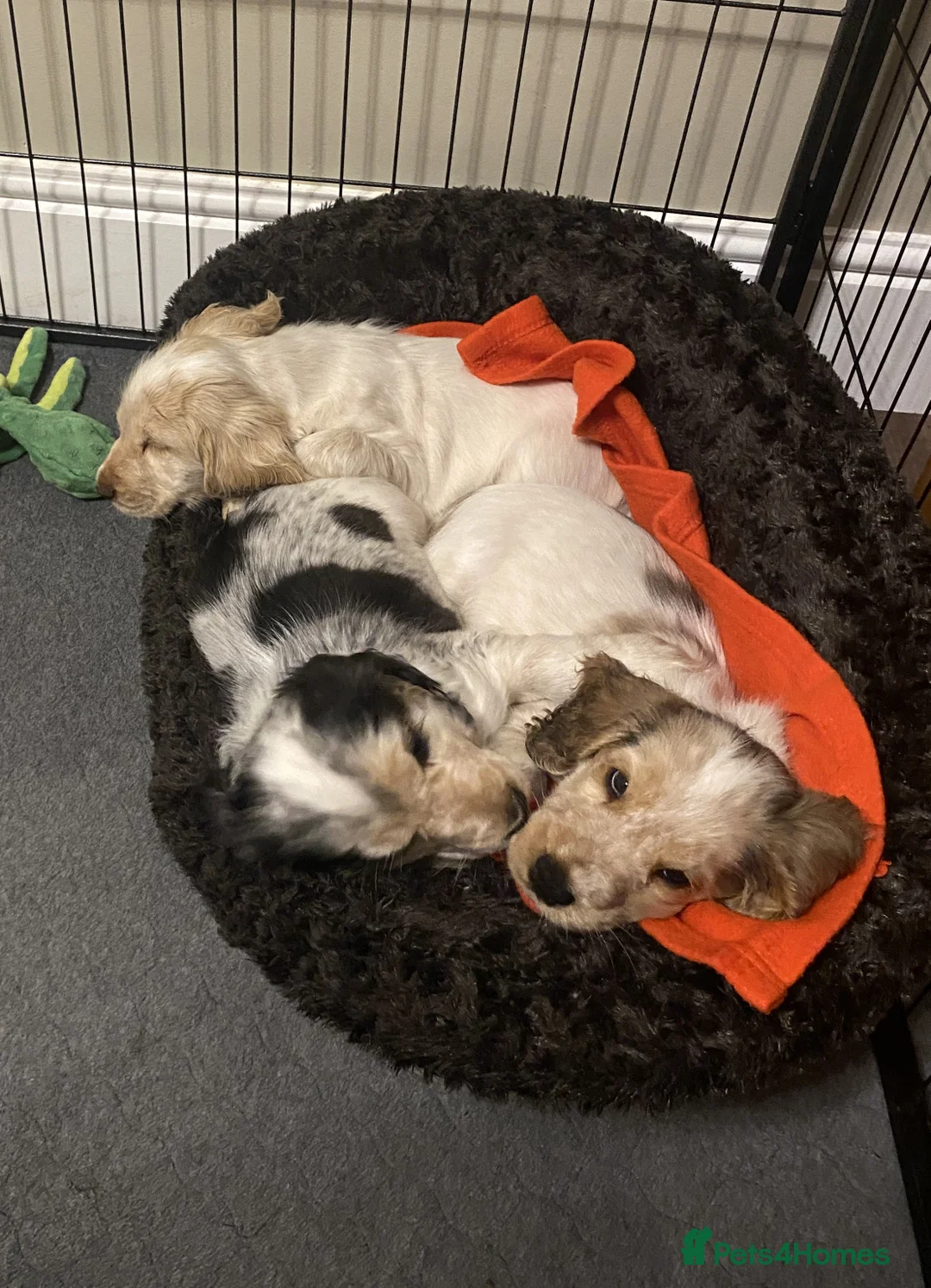 Cocker Spaniel dogs for sale: Stunning Litter of Show Cocker Spaniels  - Advert 19