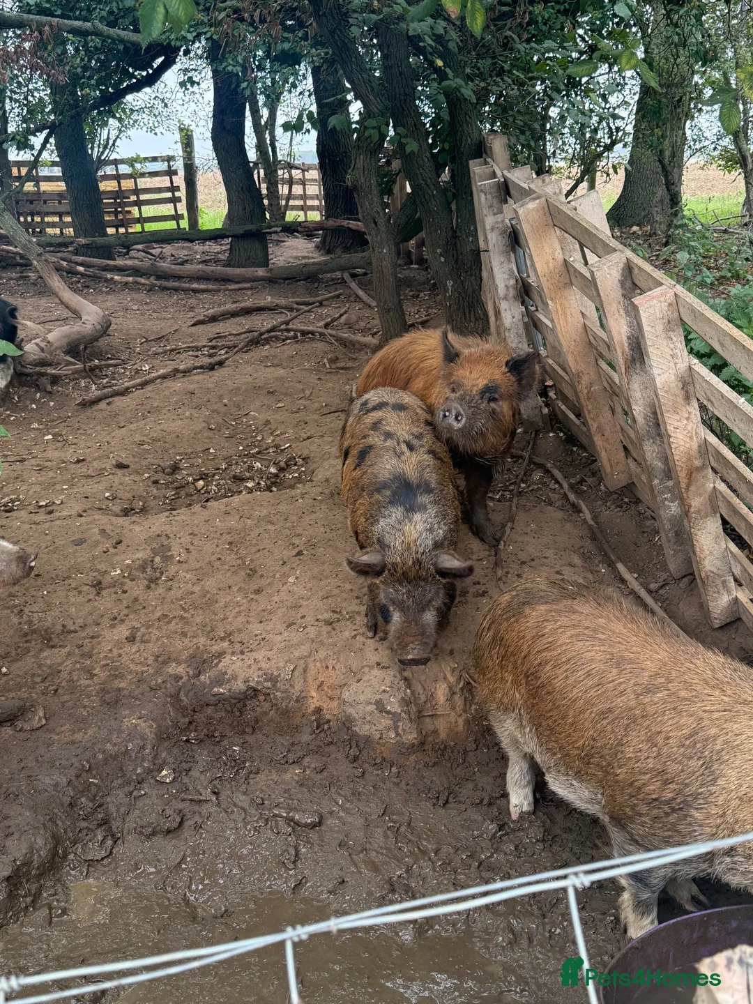 Pig livestock for sale: Kunekune boars & a barrow for sale  - Advert 4