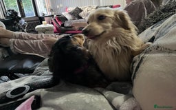 Dachshund dogs for sale: Stunning long haired miniature daxi puppies    - Image 13
