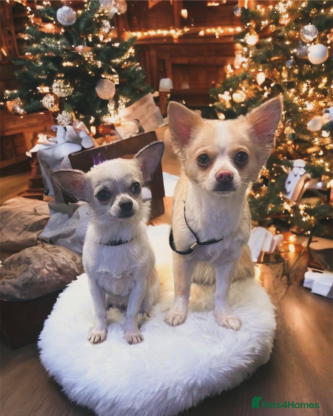 Chihuahua dogs for sale: Beautiful chihuahua girls for sale! - Advert 5