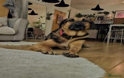 Mixed Breed dogs for adoption: Jim the gentle giant  - Advert 6