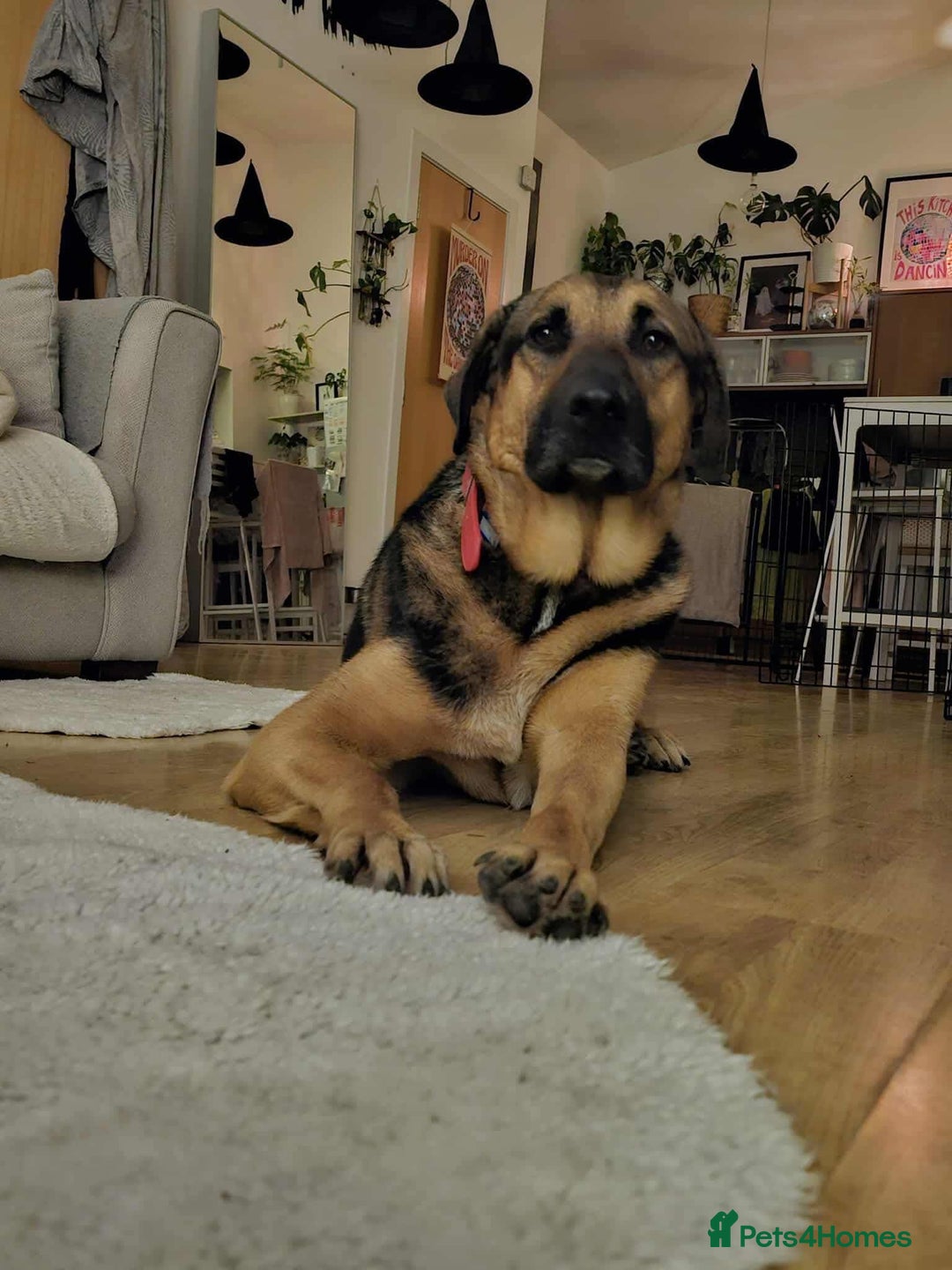 Mixed Breed dogs for adoption: Jim the gentle giant  - Advert 6