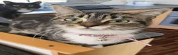 Mixed Breed cats for sale: Winnie and eclipse  - Advert 3