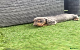 Miniature Dachshund dogs for sale: Beautiful babies - Image 27