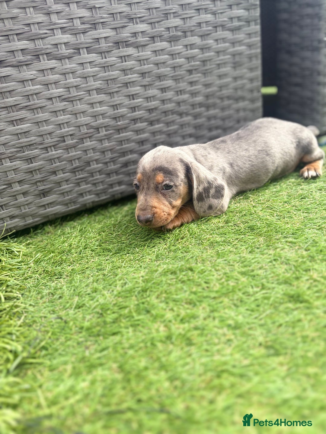 Miniature Dachshund dogs for sale: Beautiful babies - Image 27