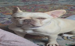 French Bulldog dogs for sale: Cream/Platinum 3.5 yr old French Bulldog - Image 2