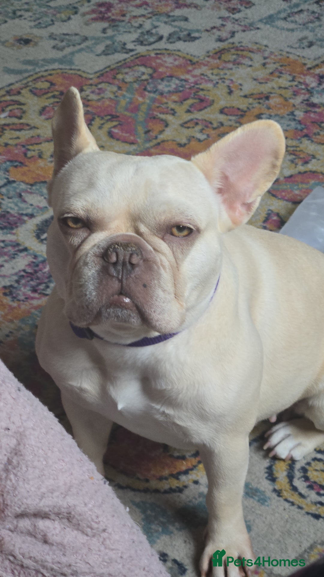 French Bulldog dogs for sale: Cream/Platinum 3.5 yr old French Bulldog - Image 2