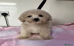 Toy Poodle dogs for sale: Toy poodle puppies - Image 9