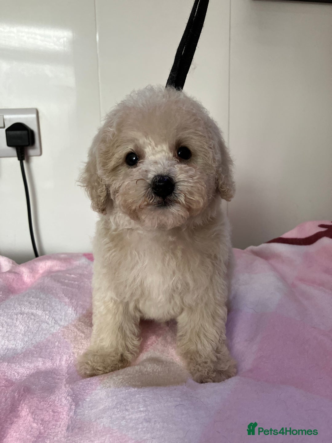 Toy Poodle dogs for sale: Toy poodle puppies - Image 9