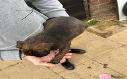 Mixed Breed dogs for sale: Outstanding quality pups  - Image 11