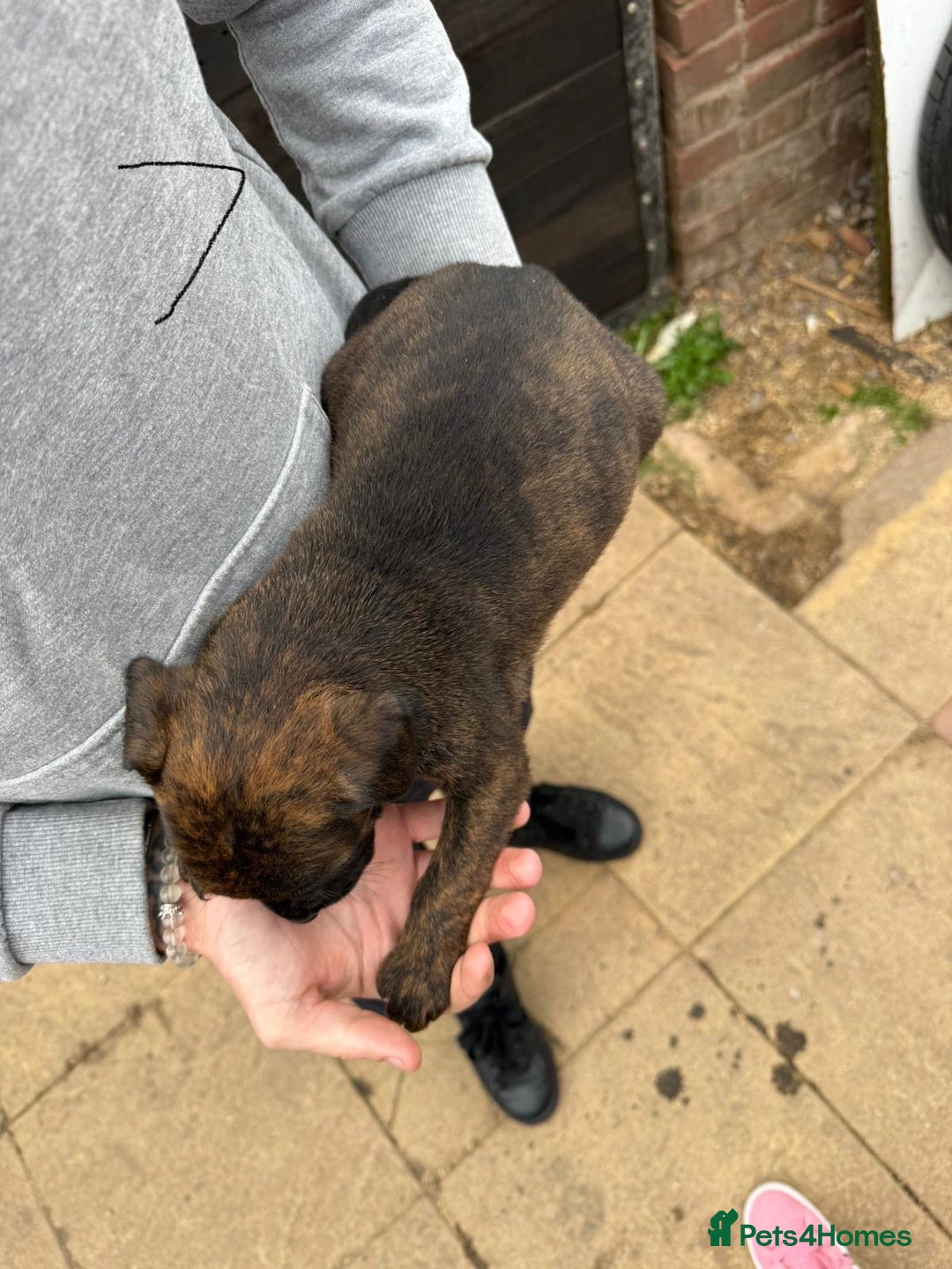 Mixed Breed dogs for sale: Outstanding quality pups  - Image 11