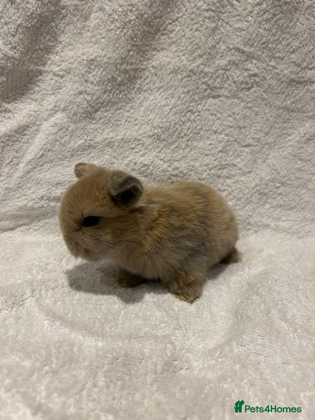 Mini Lop rabbits for sale: Pure Bred Mini Lop Baby Rabbits - Advert 11