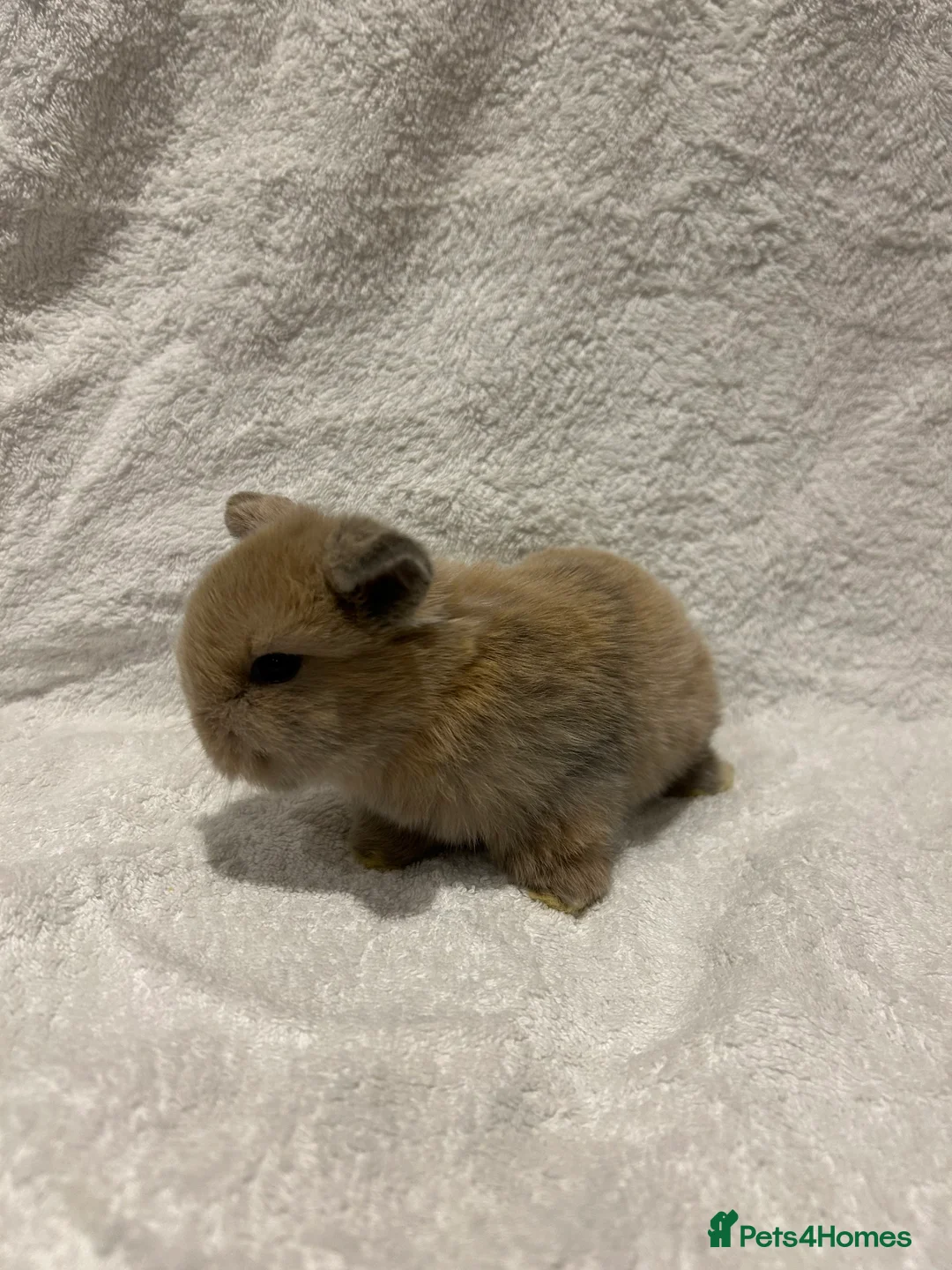 Mini Lop rabbits for sale: Pure Bred Mini Lop Baby Rabbits - Advert 11