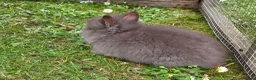 Lionhead rabbits for sale: Adorable baby purebred lionhead bunnies  - Advert 9